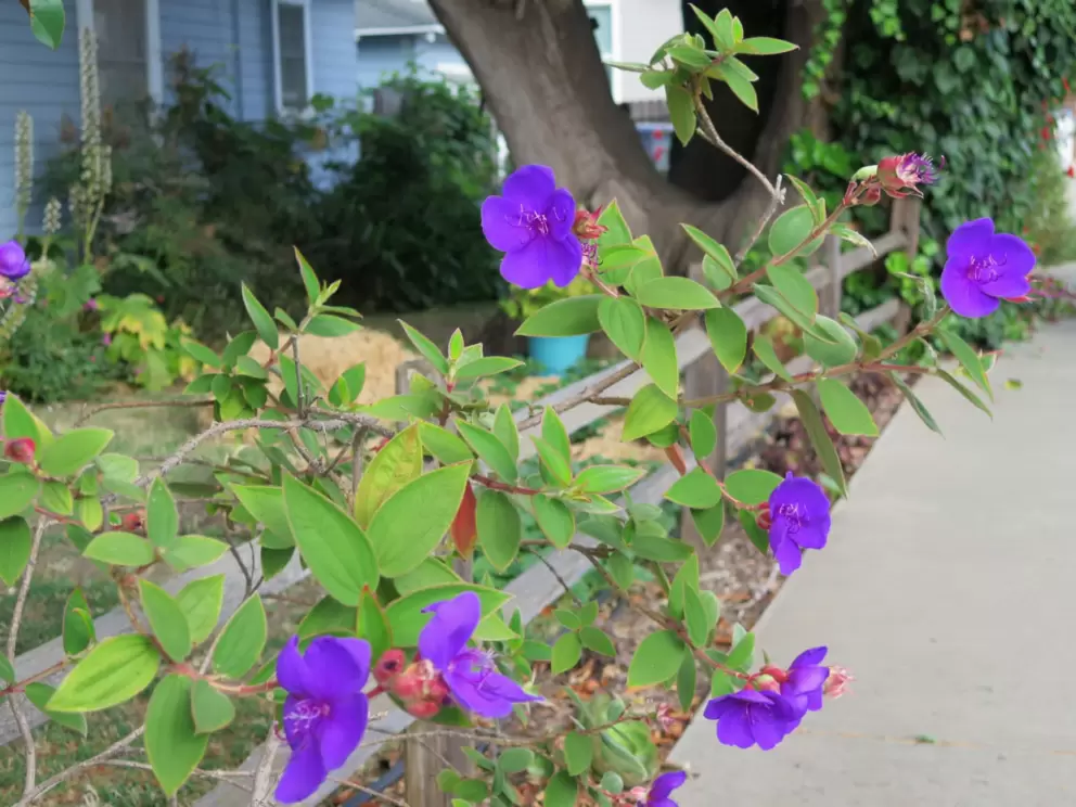 Glory Bush lighting up a garden. 