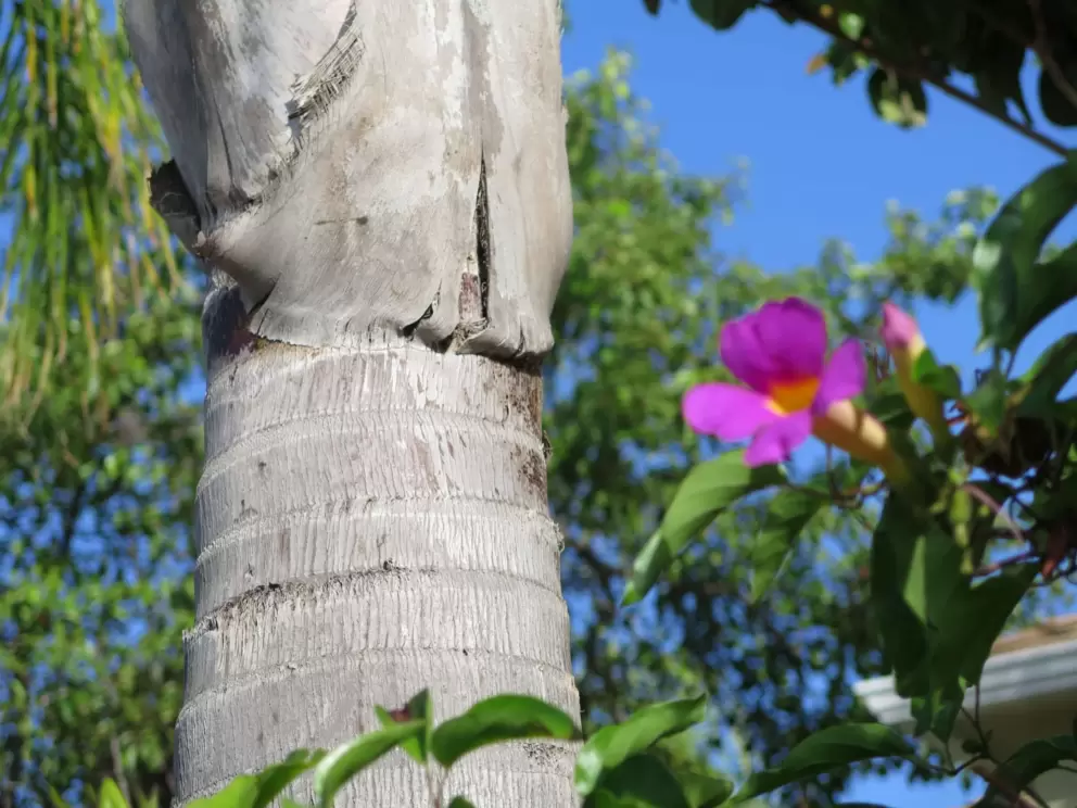 Palm tree and trumpet vine, giving a tropical feel. 