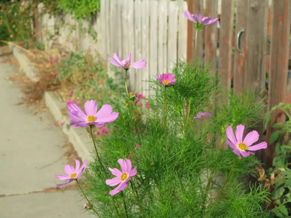 Cosmos flowers along the sidewalk. 