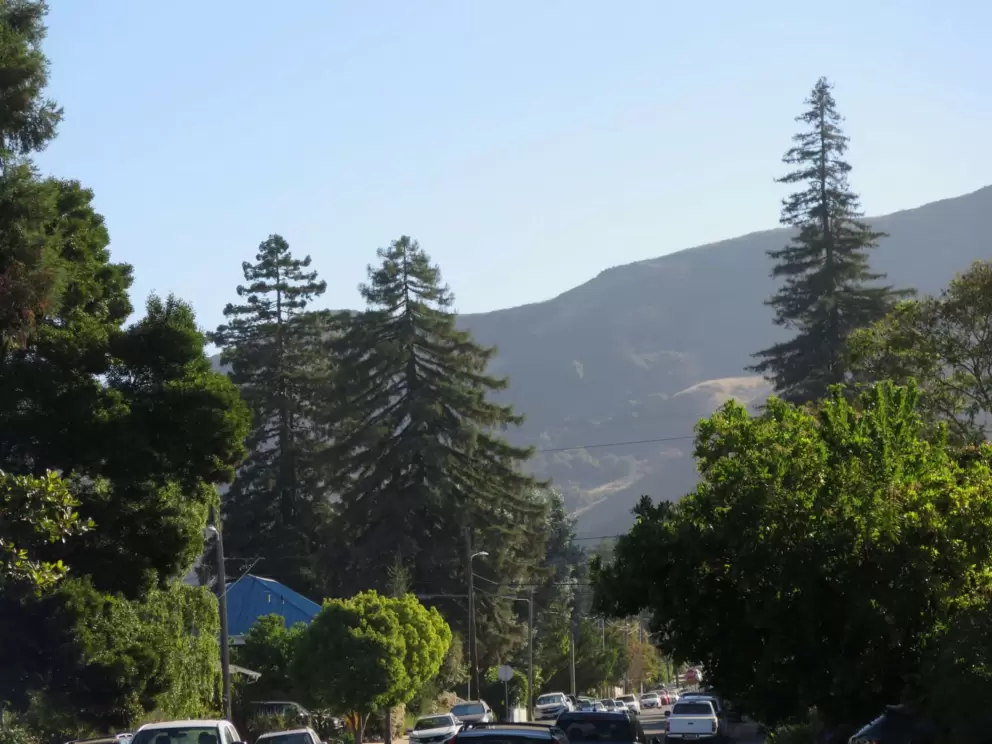 Pine trees on Leff Street. 