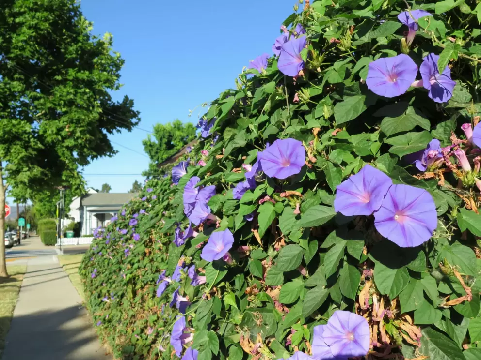 Morning glory vine. 