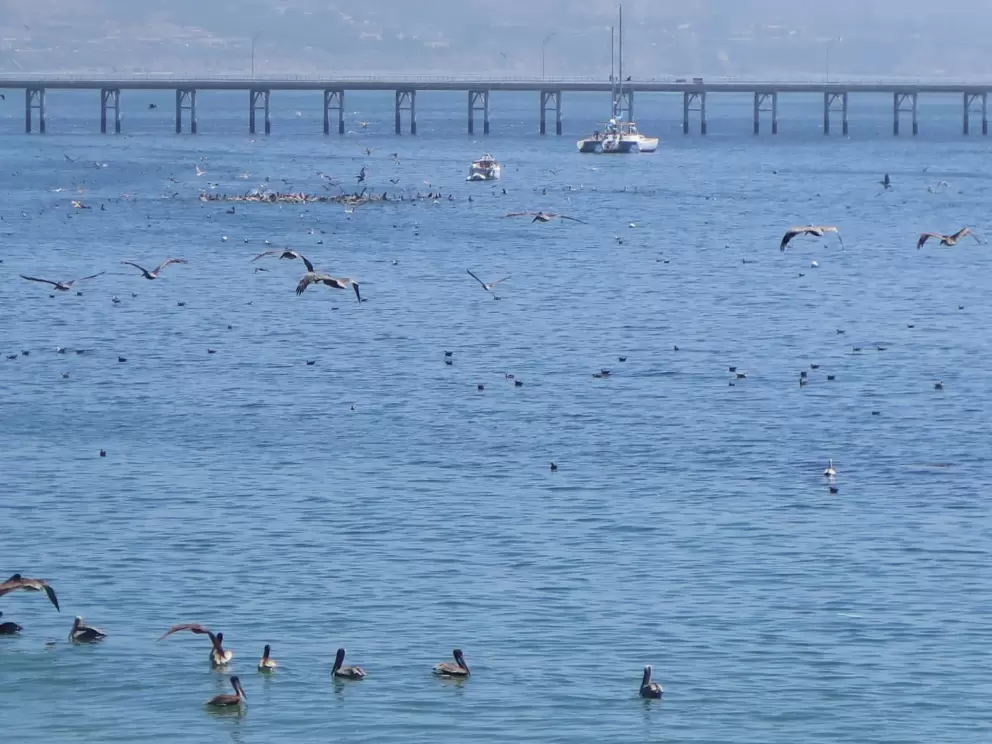 Birds dive bombing!
