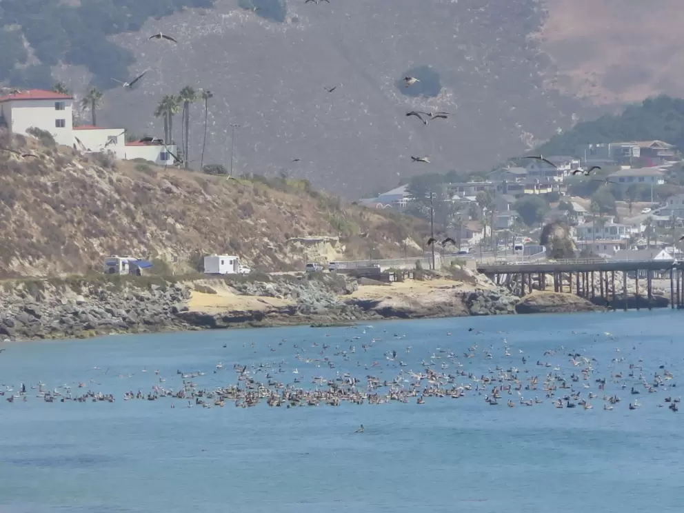 Thousands of birds!!