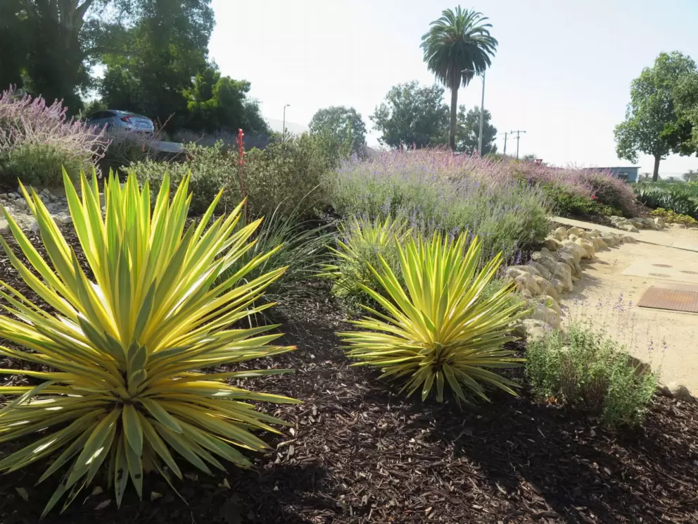 Bright Star Yucca catching the light. 
