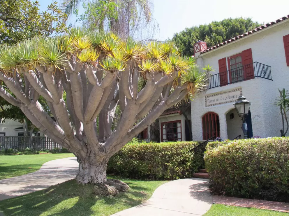Funny desert tree and Spanish casa.