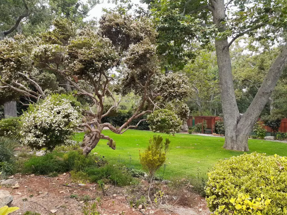 You can walk around the garden at Sycamore Mineral Springs Resort. 