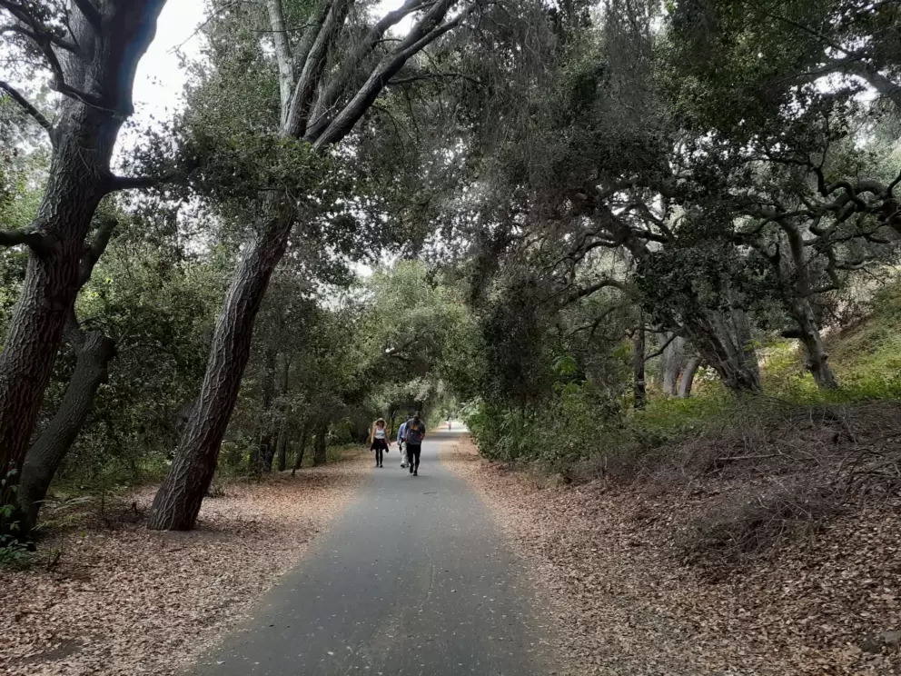 The dark oak trees along the Bob Jones Trail. 