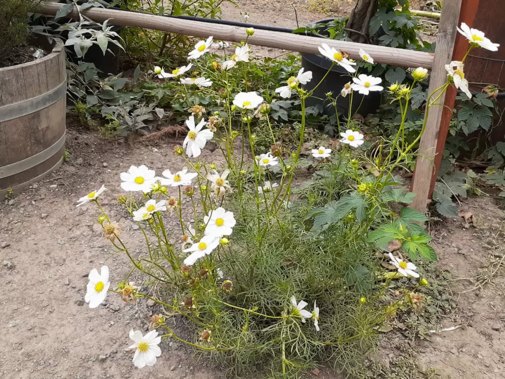 Cosmos flowers at the Secret Garden. 