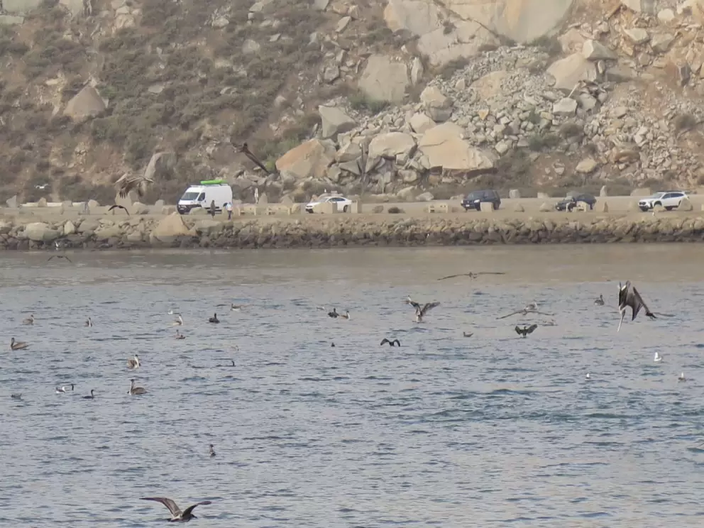 Divebombing bird at Coleman Park. 