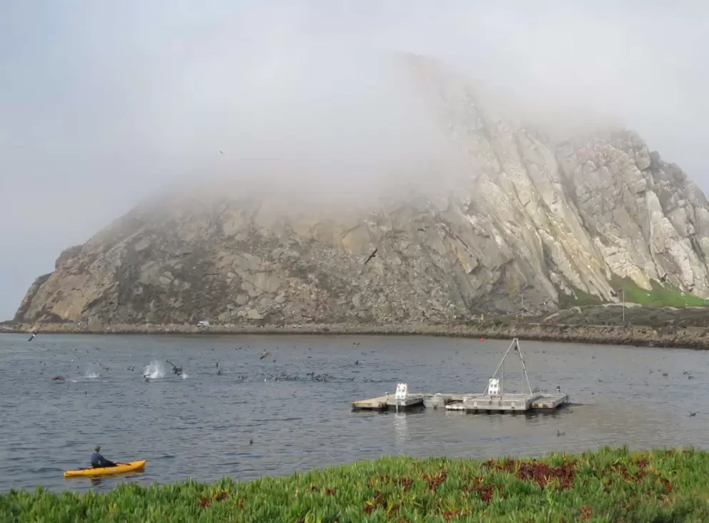 A kayaker watches the birds divebomb, with Morro Rock in the distance. 