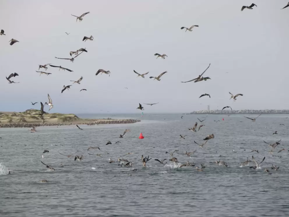 Birds going crazy! Brown pelicans, gulls, terns, shearwaters, and cormorants diving for anchovies or sardines!