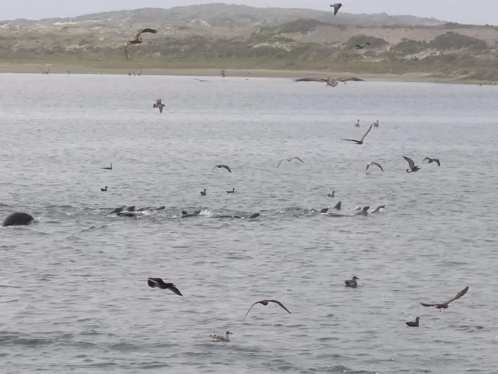 Seals and birds!