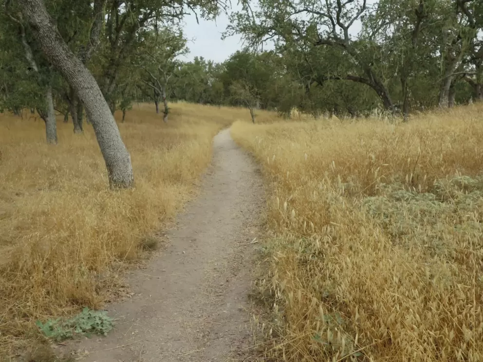 On cloudy days, the trail looks quite mysterious. 