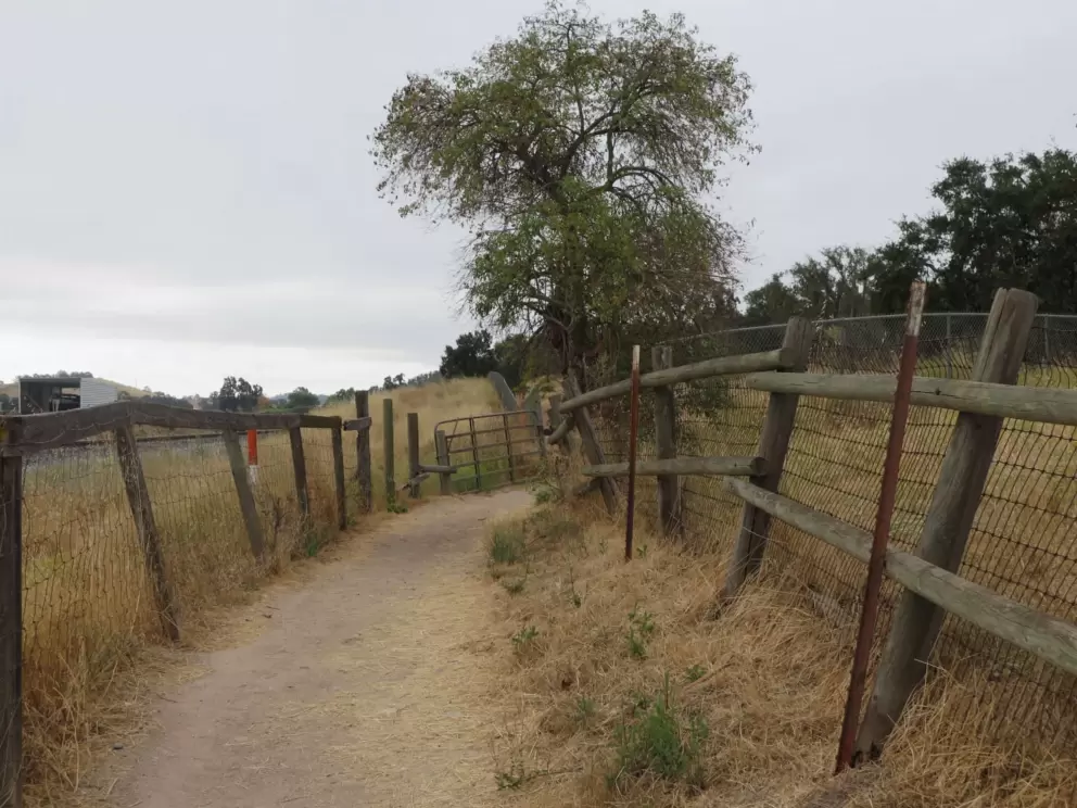 Rugged oak tree and fence. 