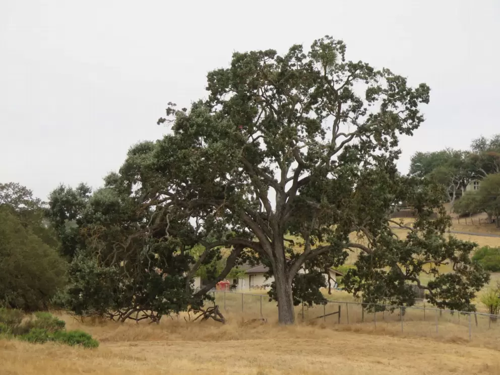 Oak tree and yellow grasses. 