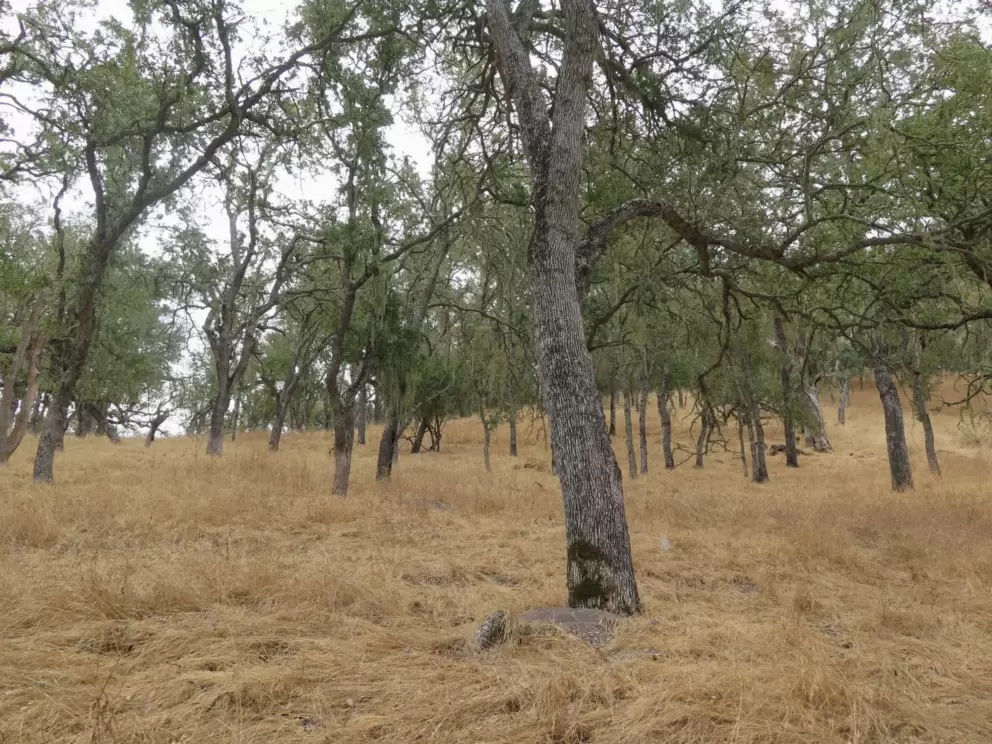 The long yellow grasses and twisted oak trees add visual interest to the hike. 