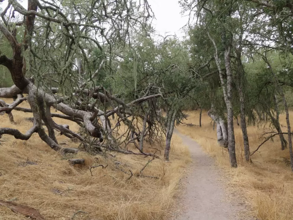 Tree branches over the path. 