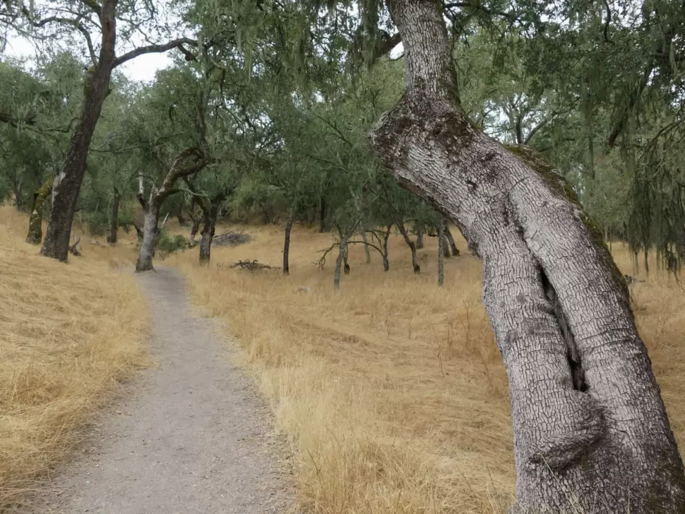 The path leading past mystical trees. 