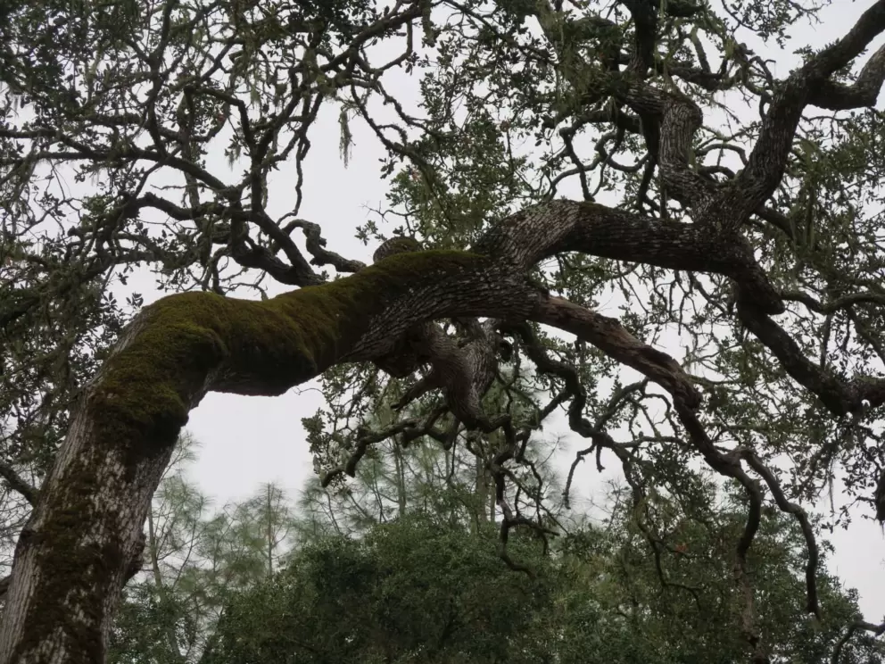 Twisted oak tree with moss. 