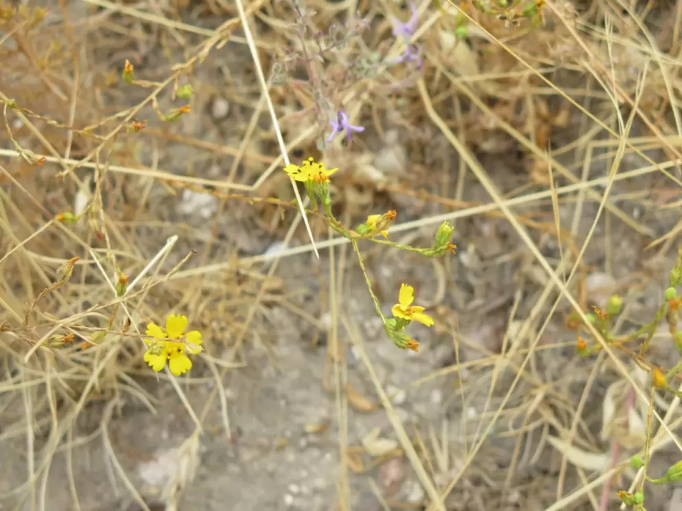 Yellow and purple wildflowers in the grasses. 