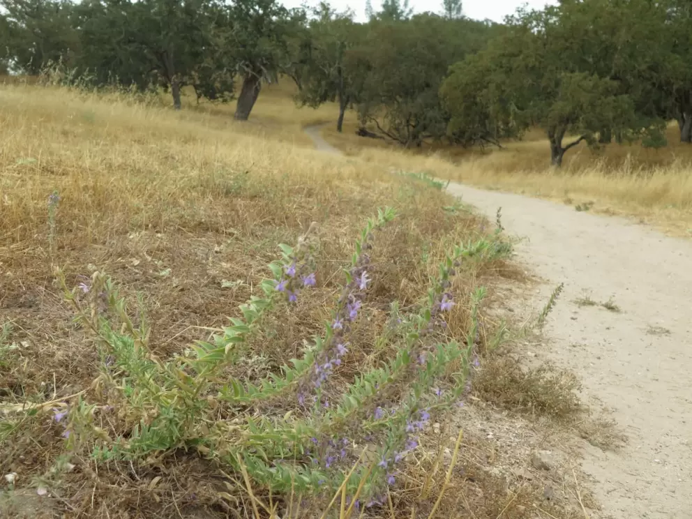 Purple wildflowers and the trail doing up the hill. 