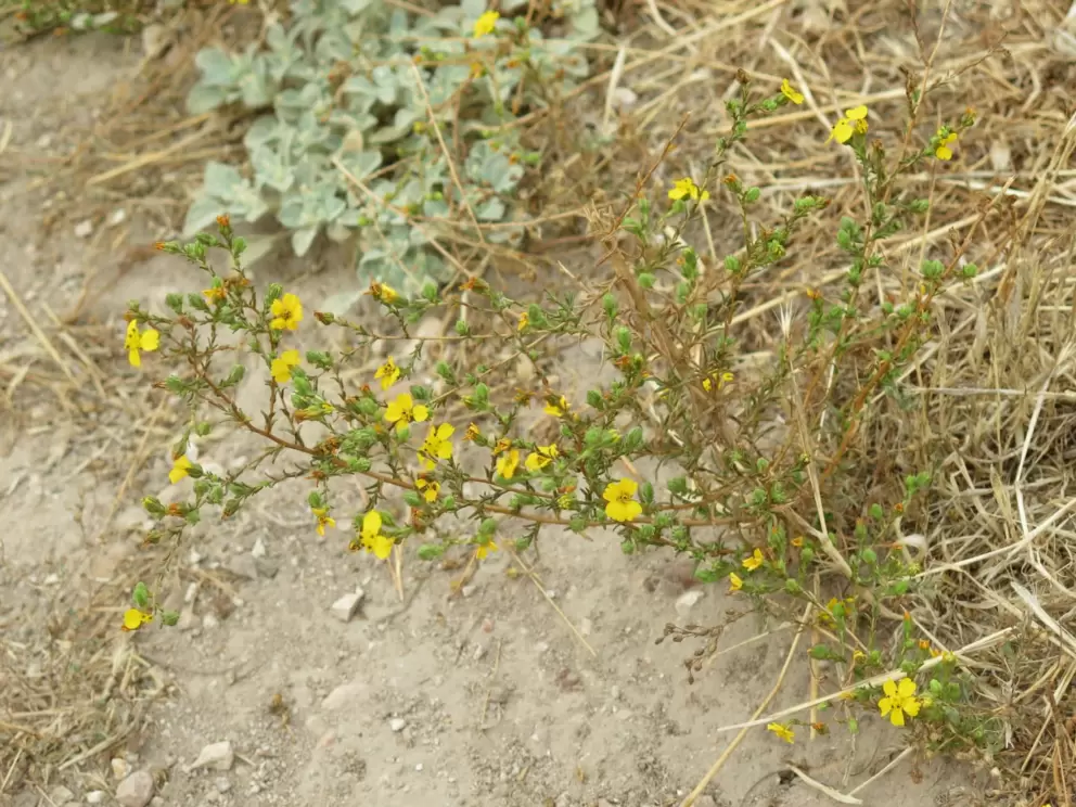Yellow wildflowers of a rich hue. 