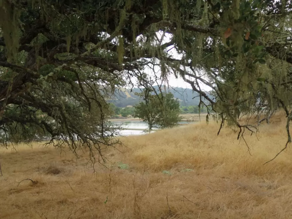 Yellow grasses and shimmering water in the distance. 