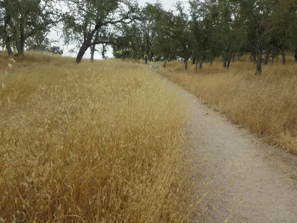 Long grasses.