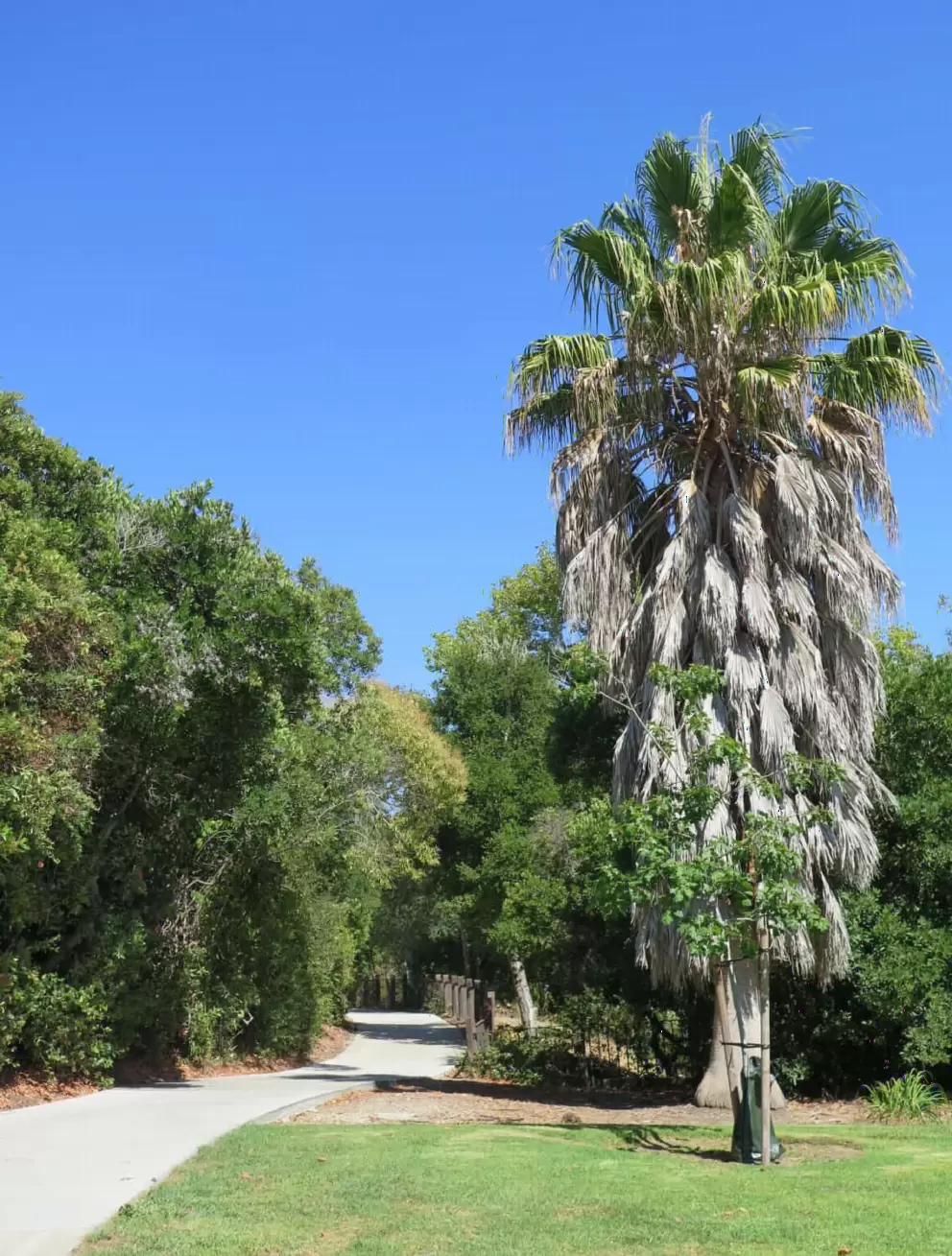 Palm tree on the path that leads from Poinsettia Ave to the tunnel under the railroad tracks. 