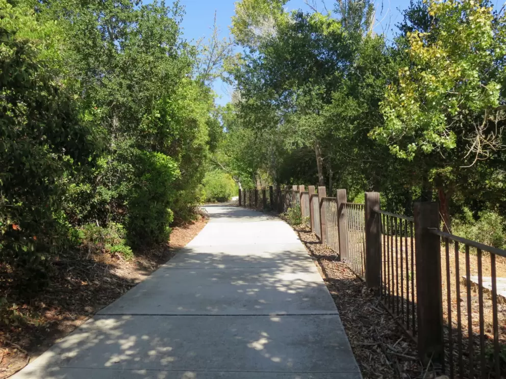 Oak trees along the path that leads off Poinsettia Ave. 