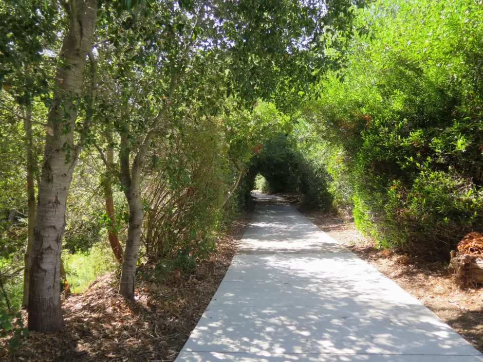 A tunnel of trees on the walking path. 