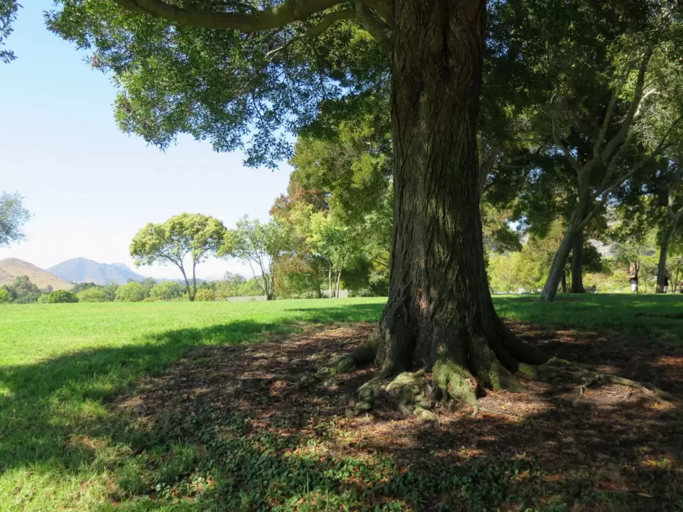 Lovely tree at the top of the hill. 