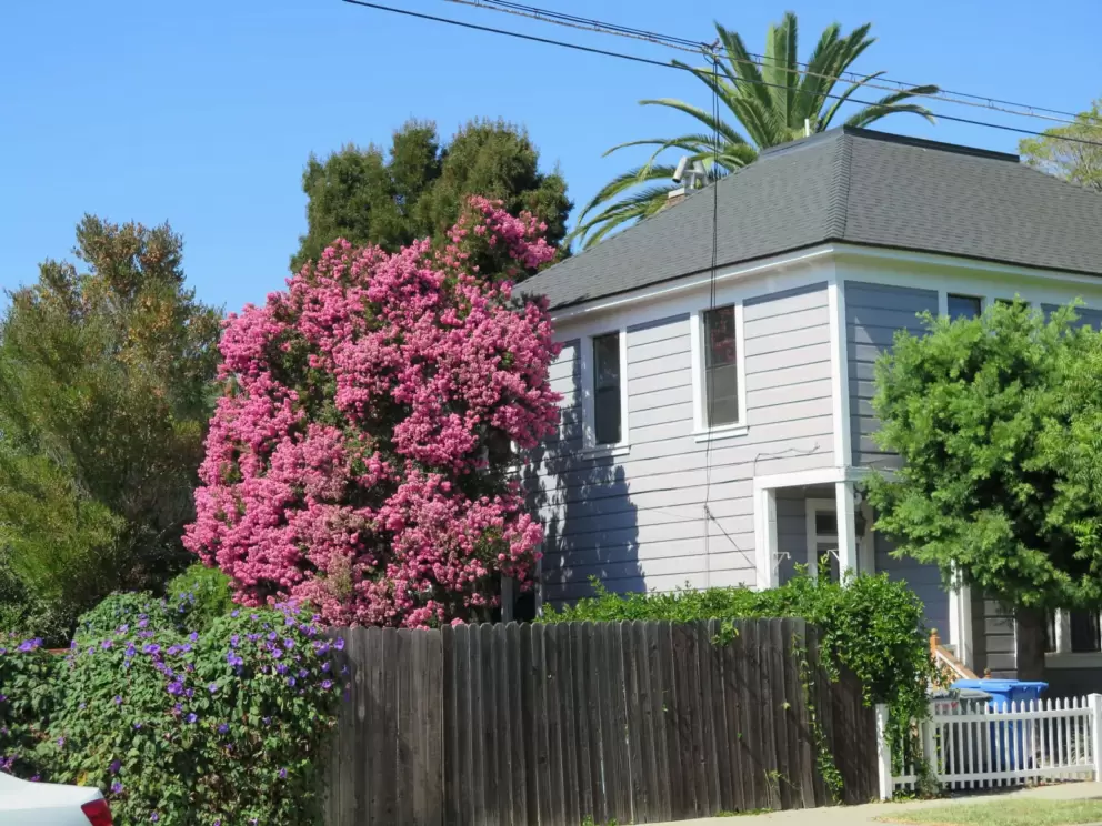 Morning glory bush and flowering tree. 