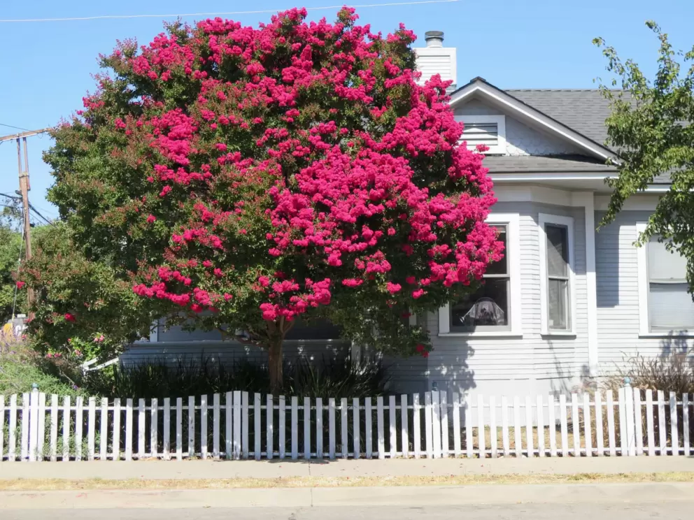 Bougainvillea bursting with color, and a bay window. 