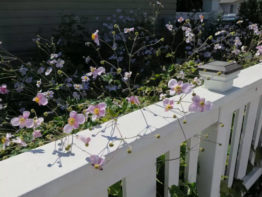Flowers falling over a fence. 