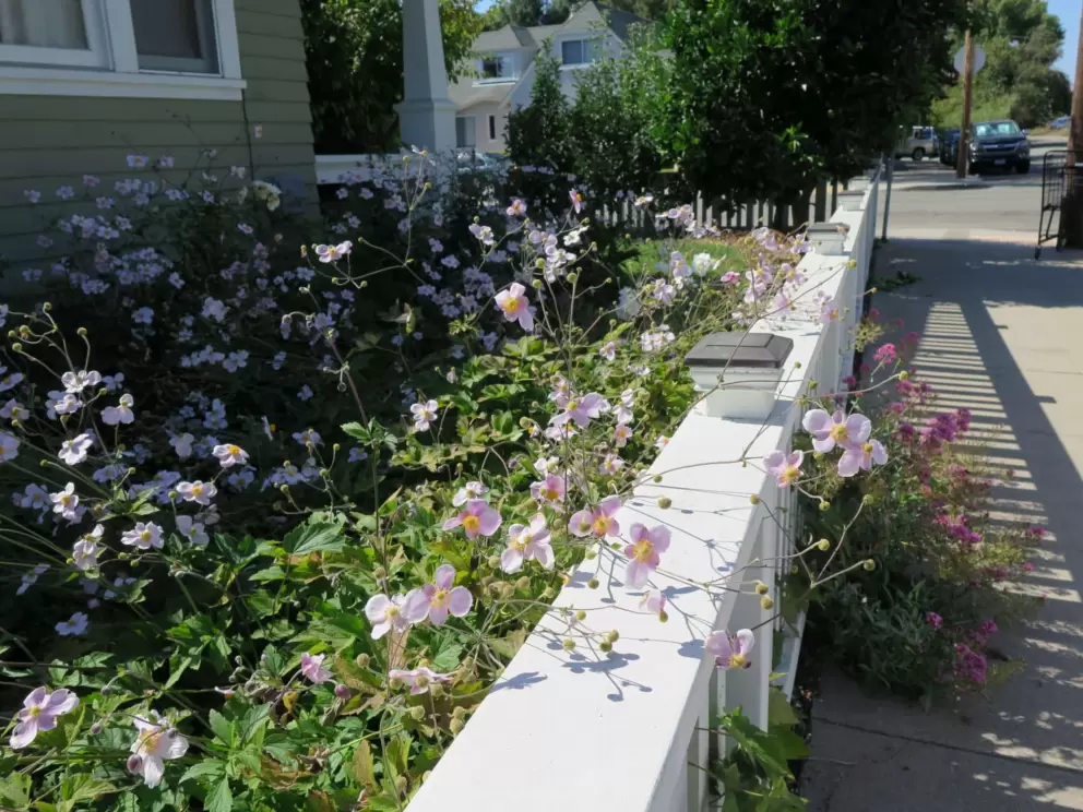 Flowers await you at every turn. 
