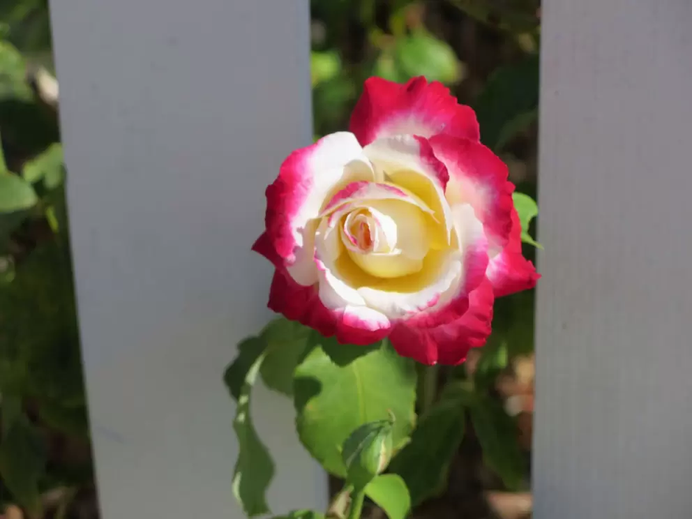 Rose with lychee scent. 