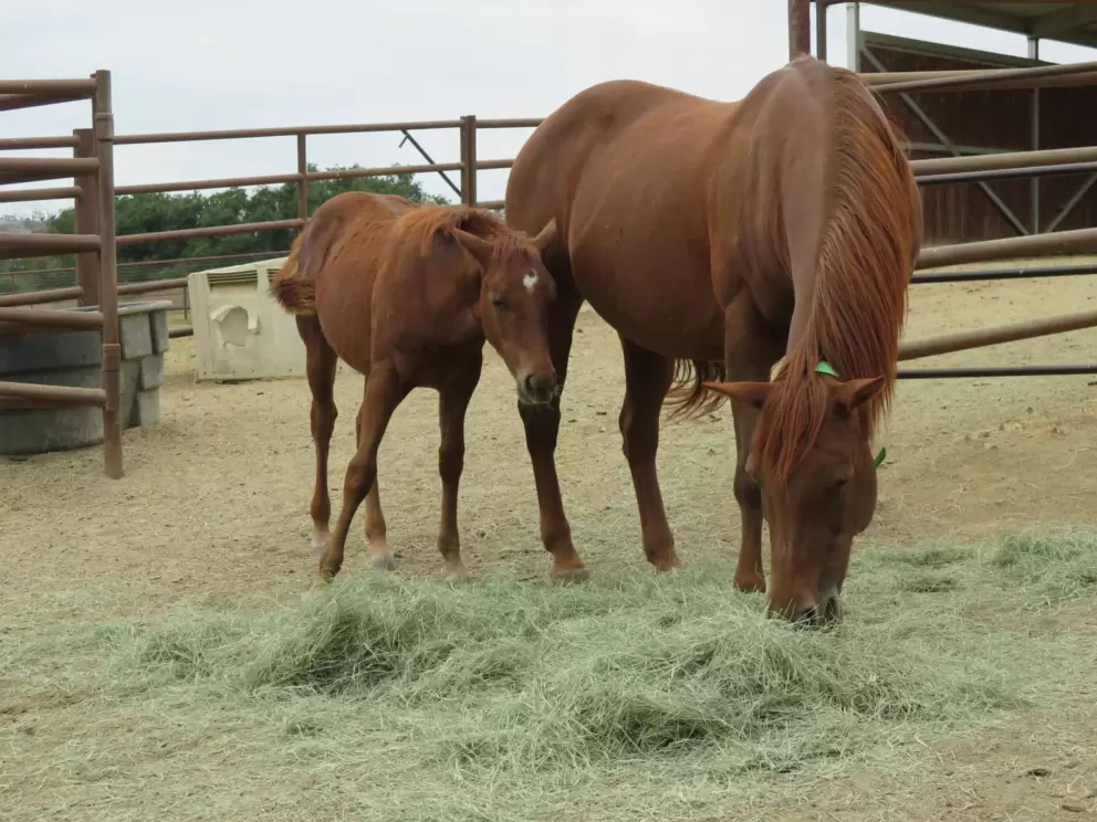 Horse and foal at the equestrian center. 