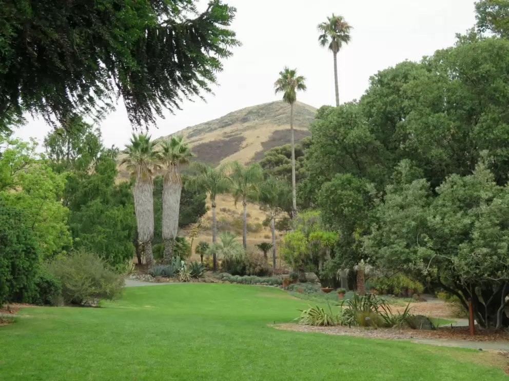 Large lawn with regal palms and mountain behind. 