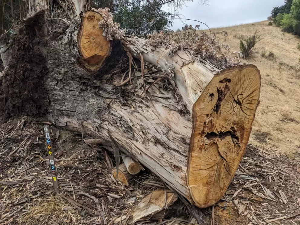 Tree trunk at the trailhead. It is huge!