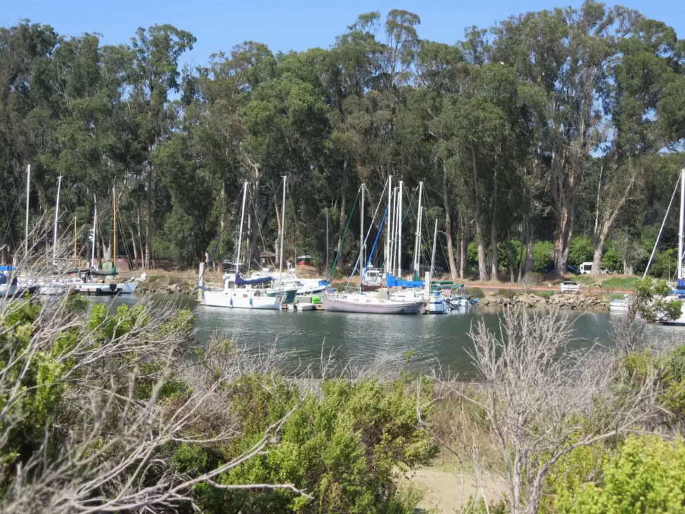 Boats in the marina and tall eucalyptus trees, as seen from the path. 