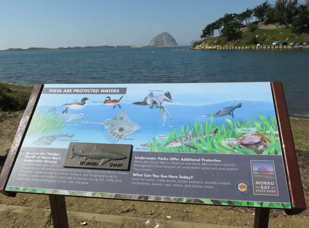 In these waters, there are leopard sharks, shovelnose guitarfish, harbor seals, loons, ruddy ducks, big skates, brown pelicans, double-crested cormorants, eelgrass, and dungeness crabs. 