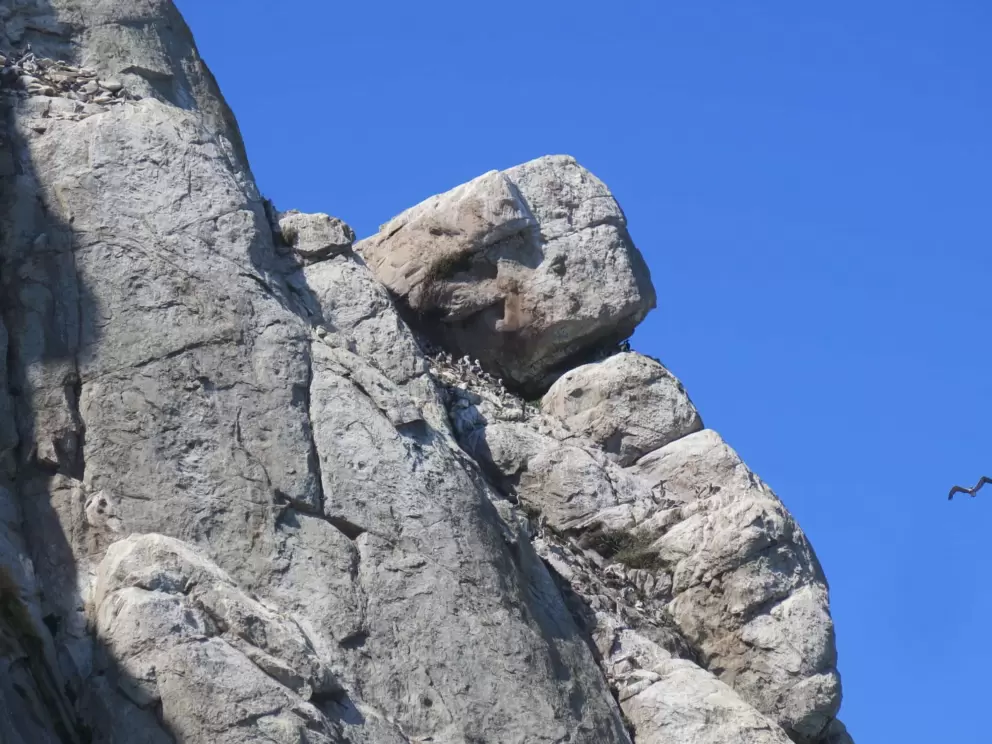 There is a pelican nest at the top!