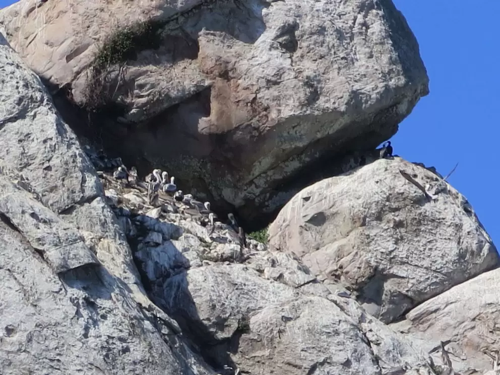 Pelicans hanging out at the top. 