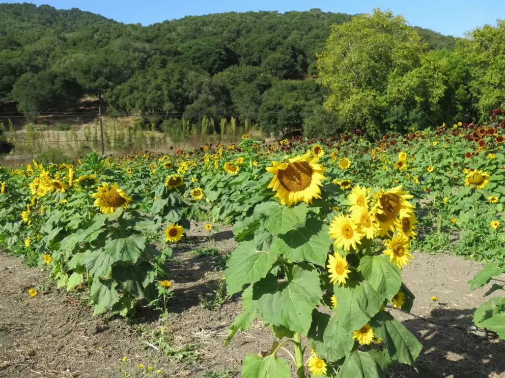 Sunflowers in October. 