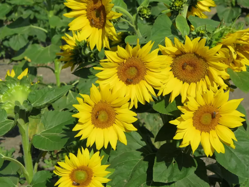 Sunflowers and bees. 