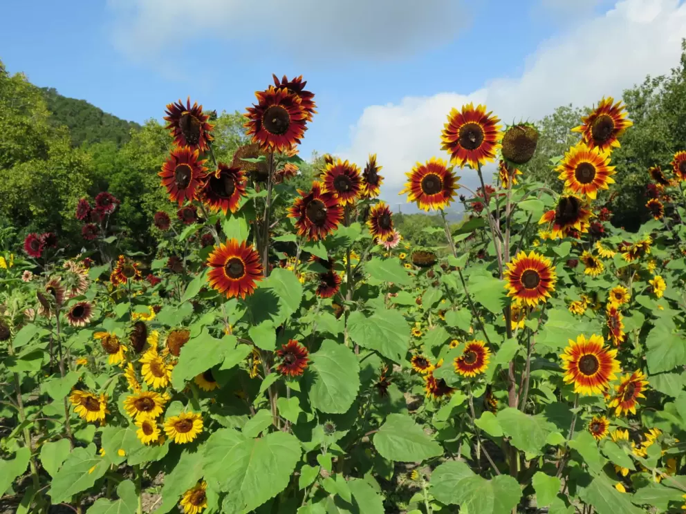 Red sunflowers!