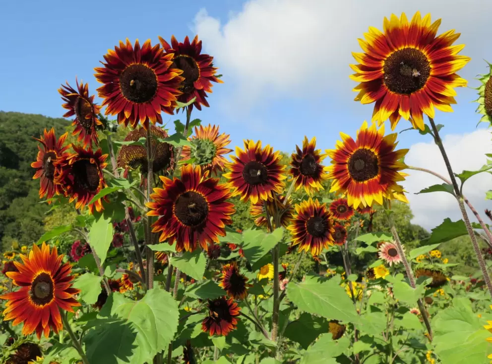 Sunflowers in bright red and yellow. 