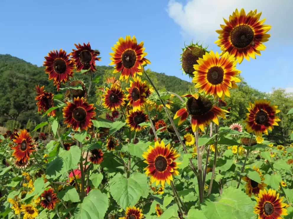 Red and yellow sunflowers and blue sky, in October. 