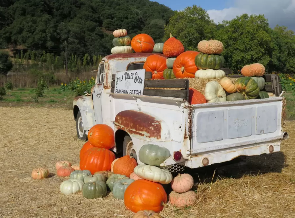 Wagon with pumpkins. 